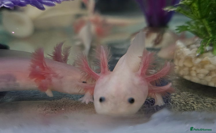 Axolotl reptiles - Advert 2