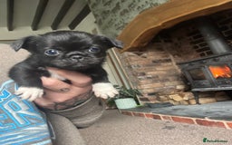 Mixed Breed dogs for sale: Chihuahua, Brussels Griffon cross pups - Image 4