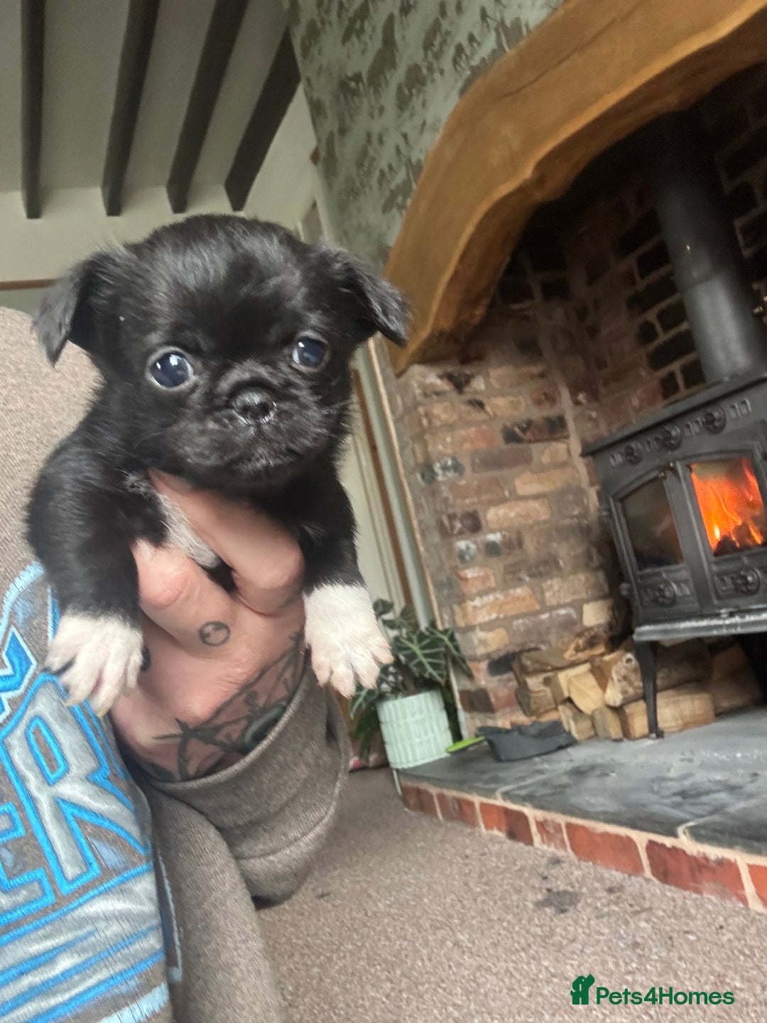 Mixed Breed dogs for sale: Chihuahua, Brussels Griffon cross pups - Image 4