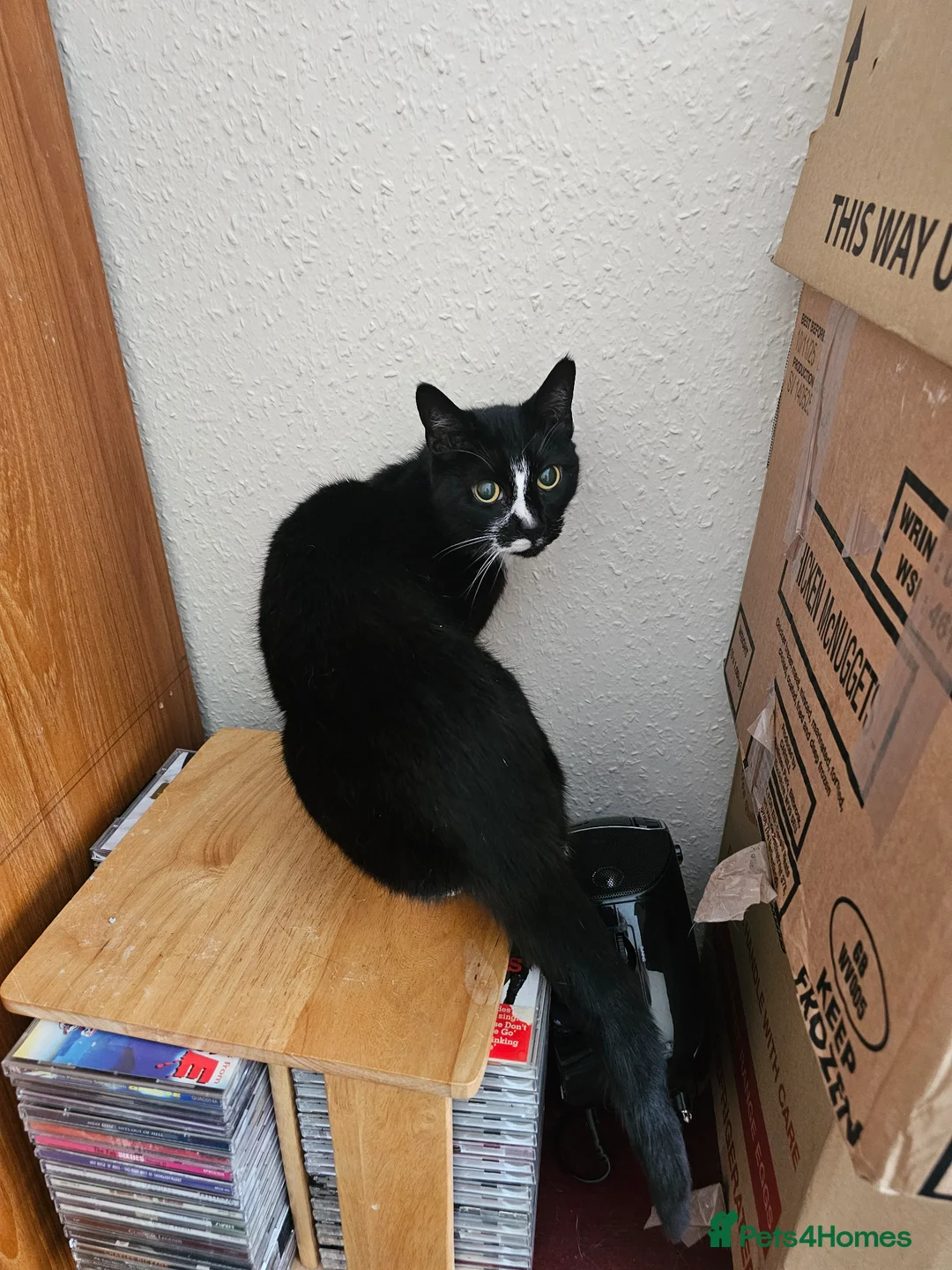 Mixed Breed cats for sale: Female cat to be rehomed in Liverpool - Advert 2