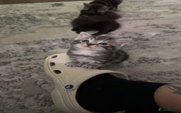 Mixed Breed cats for sale: 5 cute kittens for sale.  - Image 27