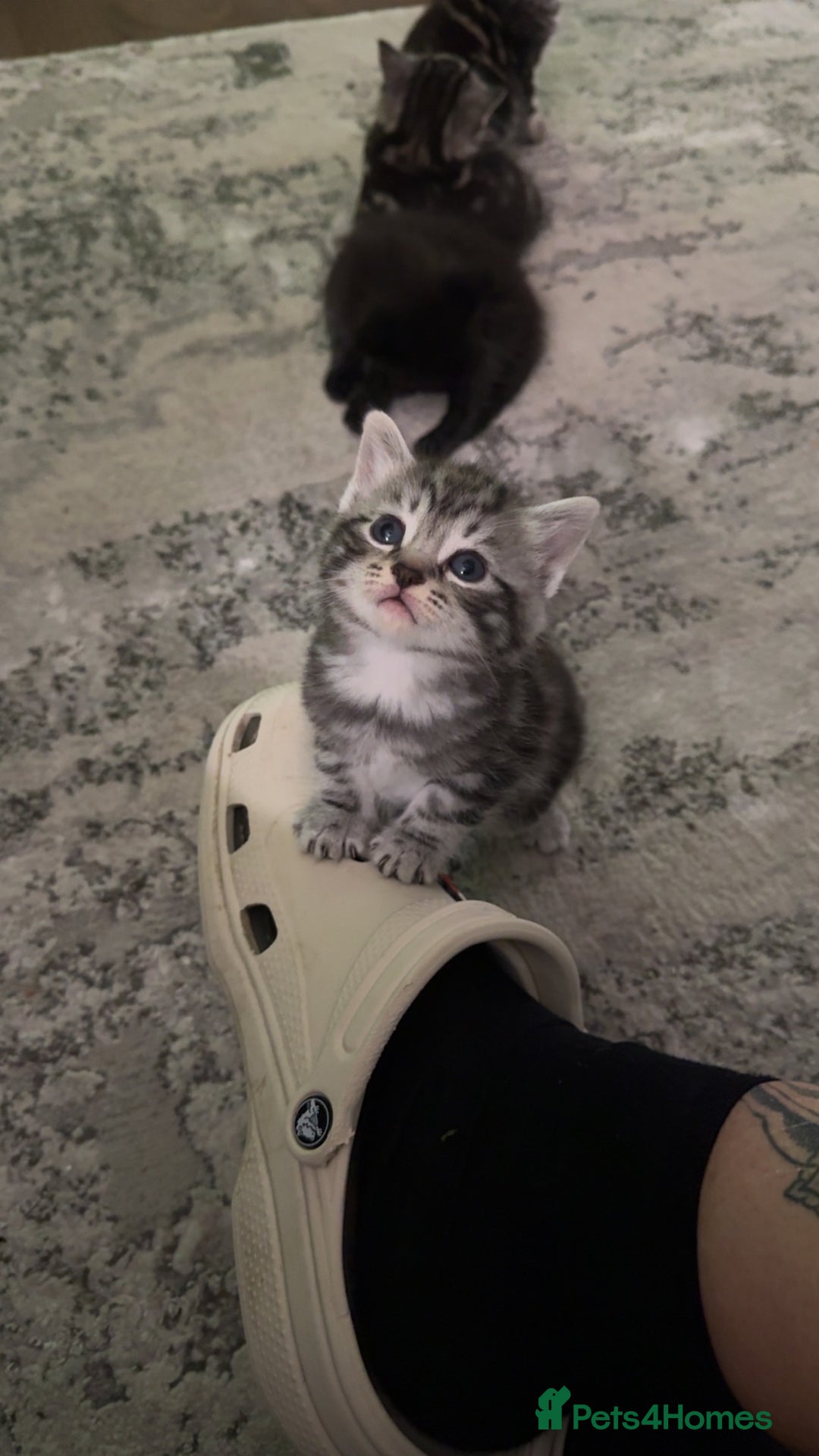 Mixed Breed cats for sale: 5 cute kittens for sale.  - Image 27