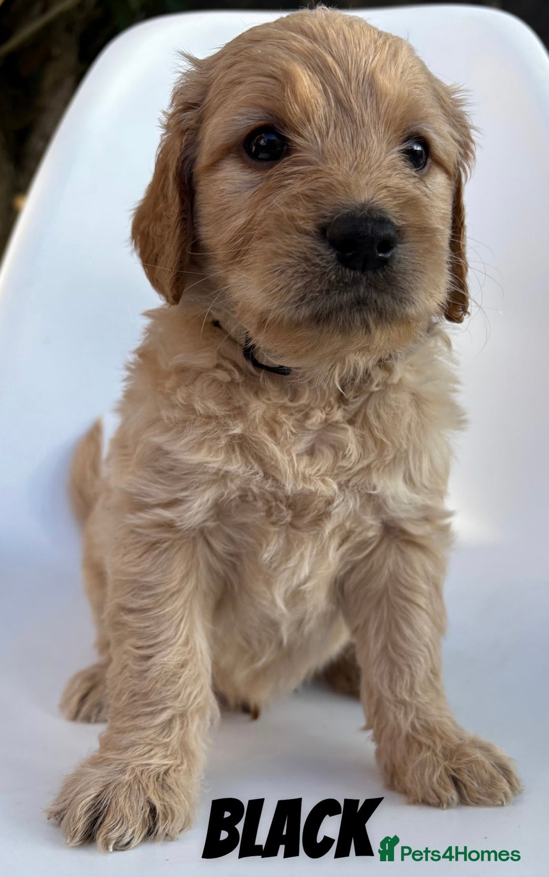 Mixed Breed dogs for sale: Beautiful litter of 10 Golden Doodles  - Image 7