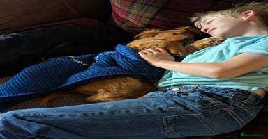Sprocker dogs - Advert 6