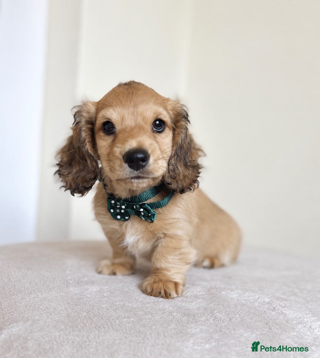 Miniature Dachshund dogs 💛10 weeks old on 20/9/26💛  - Advert 6