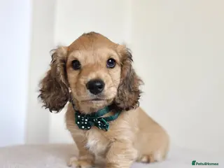 Miniature Dachshund dogs 💛10 weeks old on 20/9/26💛 - Advert 6