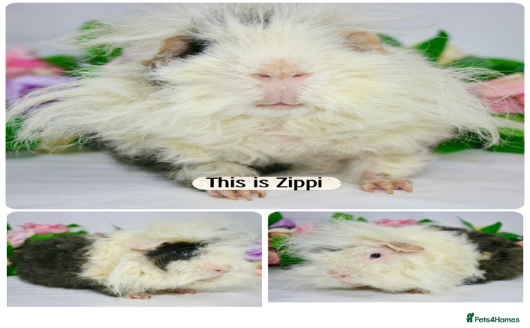 Guinea Pig rodents - Advert 9