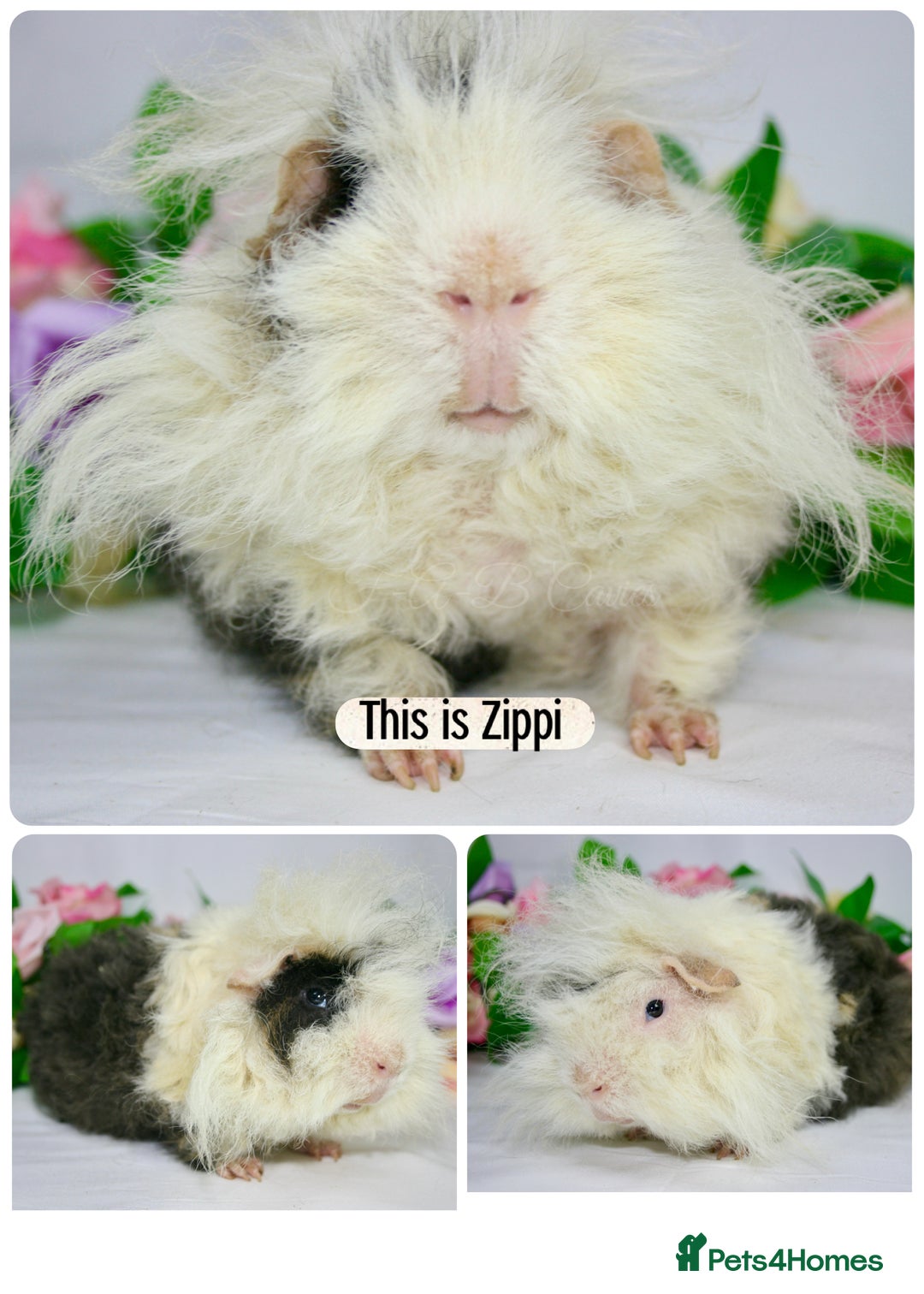 Guinea Pig rodents for sale: Boys boys boys  - Image 1