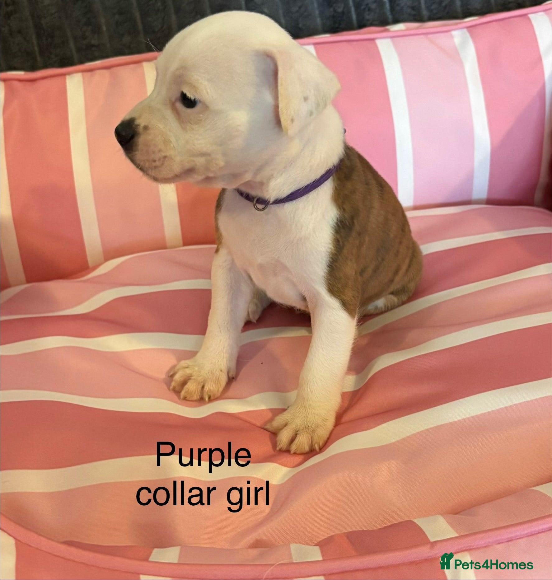 Staffordshire Bull Terrier dogs Stunning litter of Staffies  - Advert 1
