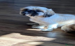 Shih Tzu dogs for sale: 2 female shihtzu's  - Image 3
