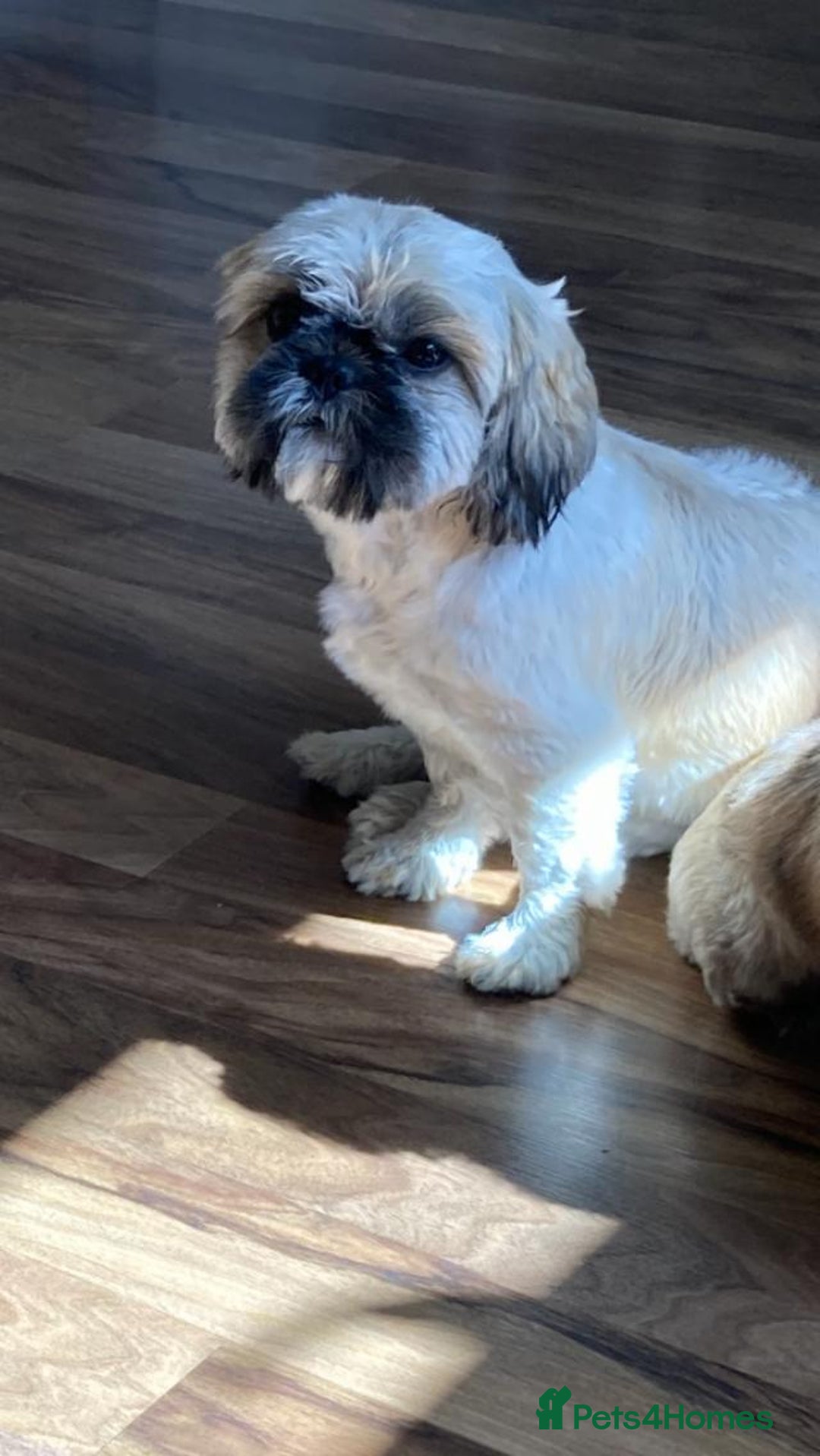 Shih Tzu dogs for sale: 2 female shihtzu's  - Image 3