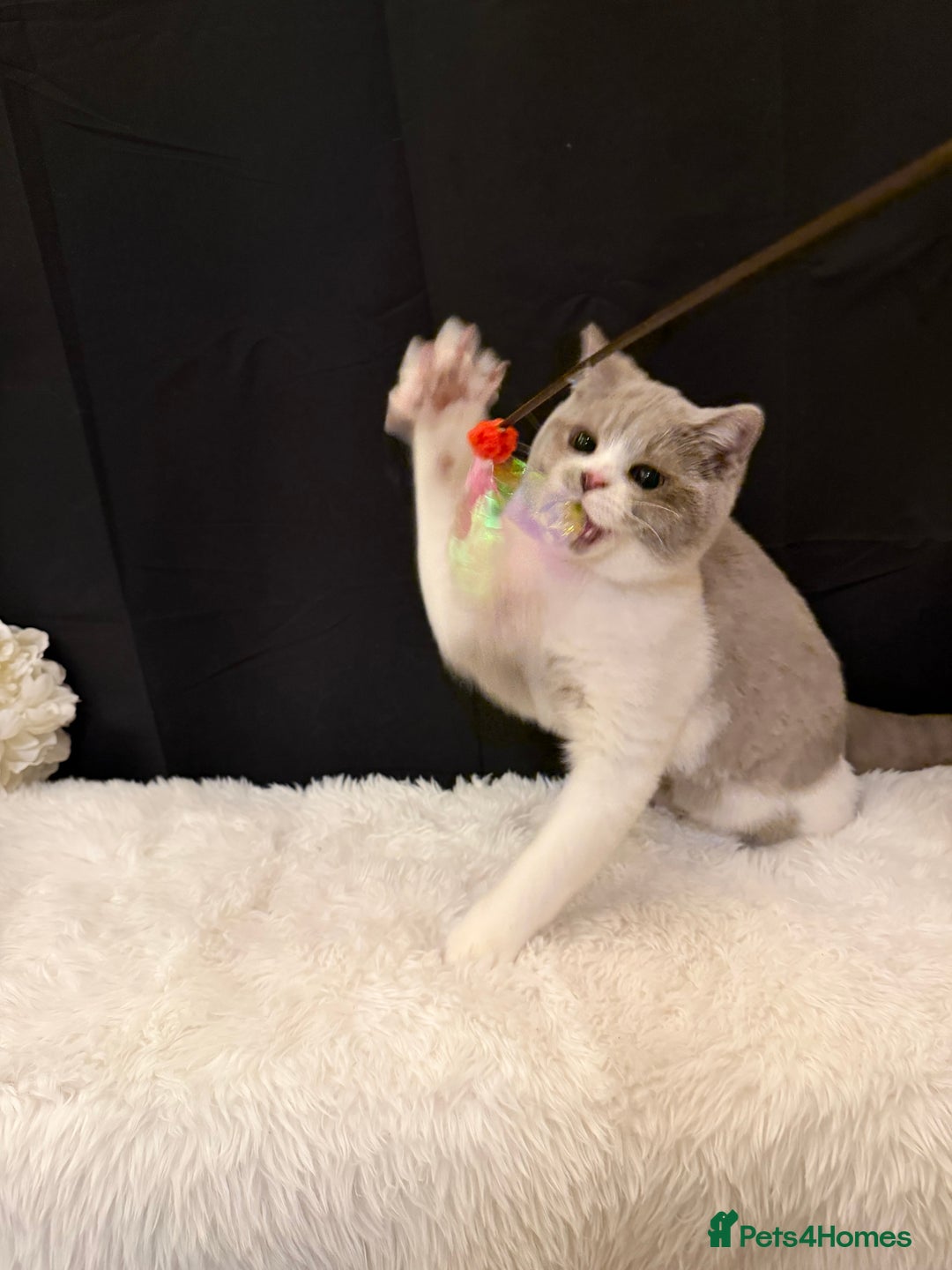 British Shorthair cats for sale: FULL PEDIGREE, REGISTERED BSH - Image 5