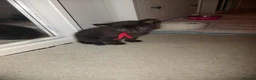 Mixed Breed cats for sale: Black kittens - Advert 3