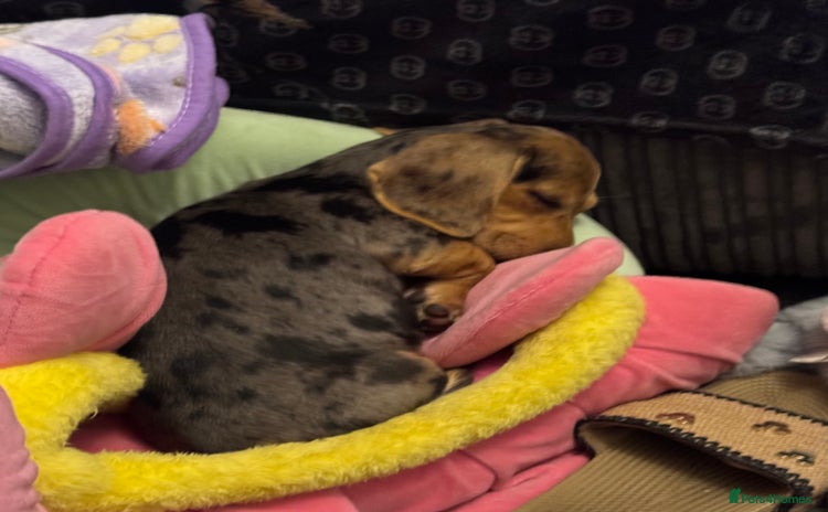 Dachshund dogs - Advert 1
