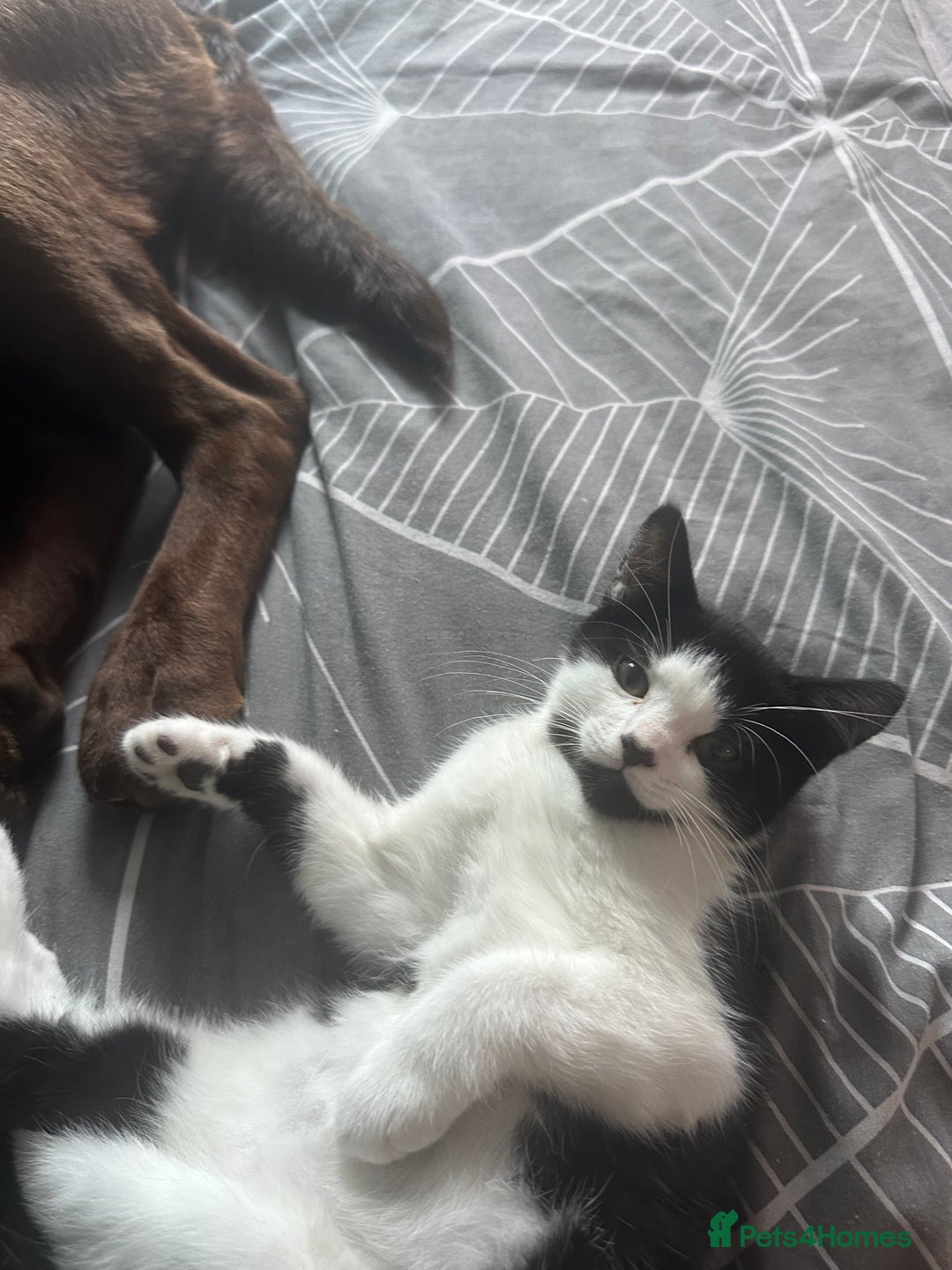 British Shorthair cats for sale: Two loving boys - Image 3