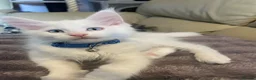 Maine Coon cats for sale: Purebred Maine Coon Boys Needing A Loving Home 😻 - Advert 6