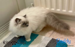 Ragdoll cats for sale: 🐾🩷*TICA REG* EU RAGDOLL KITTENS🌟 DNA CLEAR 🩵🐾 - Image 21