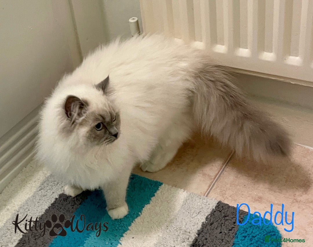 Ragdoll cats for sale: 🐾🩷*TICA REG* EU RAGDOLL KITTENS🌟 DNA CLEAR 🩵🐾 - Image 21