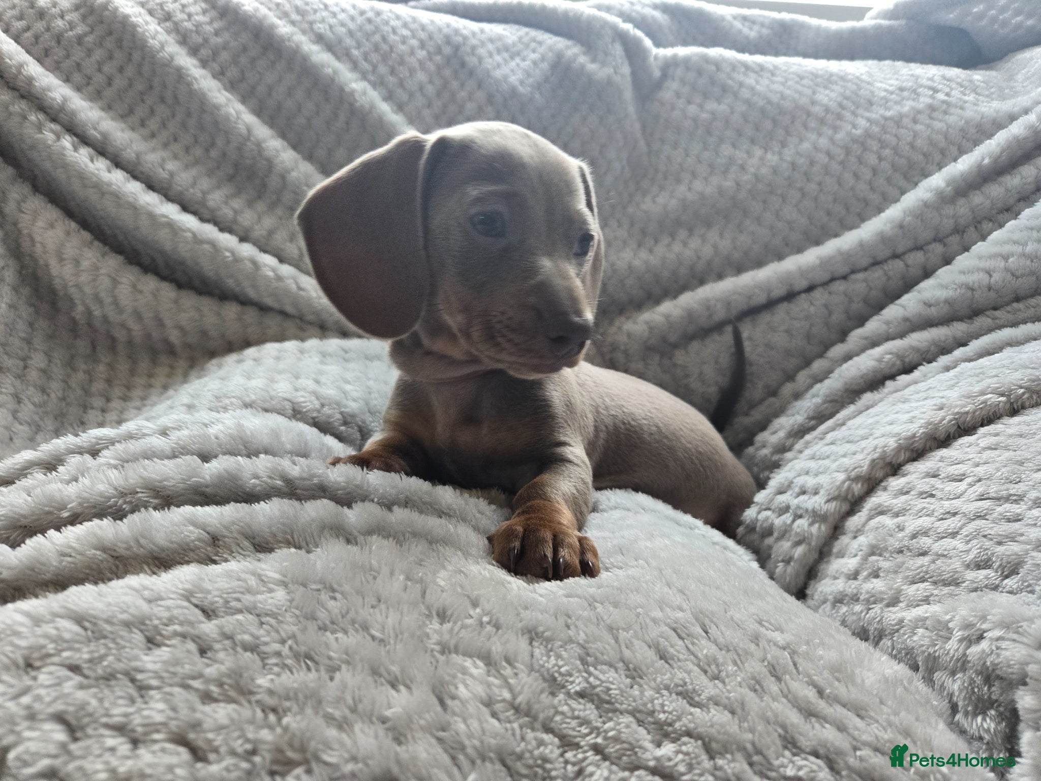 Miniature Dachshund dogs 1 little mini girl left 🥰 - Advert 11