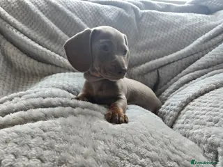 Miniature Dachshund dogs 1 little mini girl left 🥰 - Advert 11
