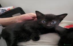 British Shorthair cats for sale: Black kittens  - Image 2