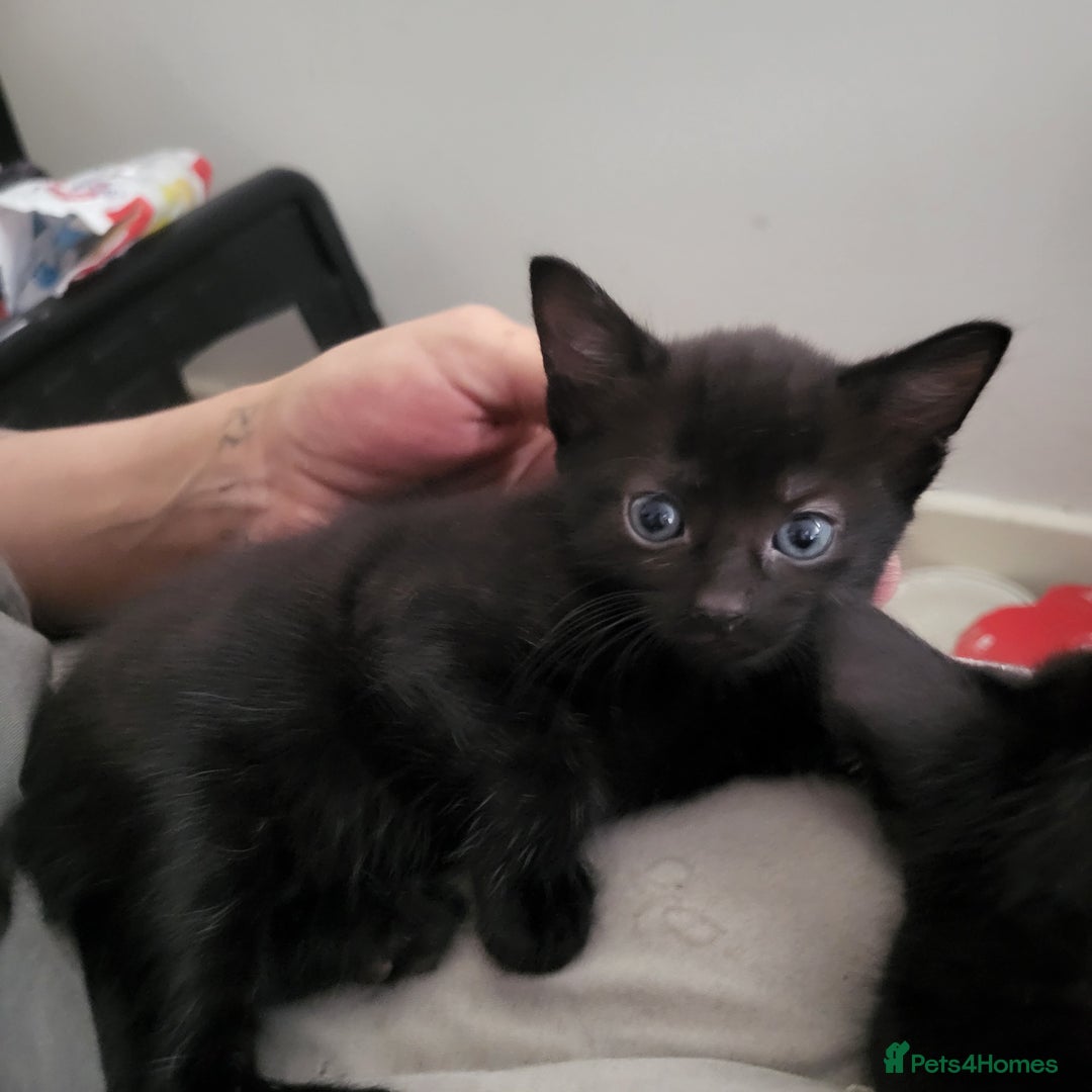 British Shorthair cats for sale: Black kittens  - Image 2