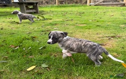 Whippet dogs for sale: SUPER KC Whippet puppies Show bred - Image 15