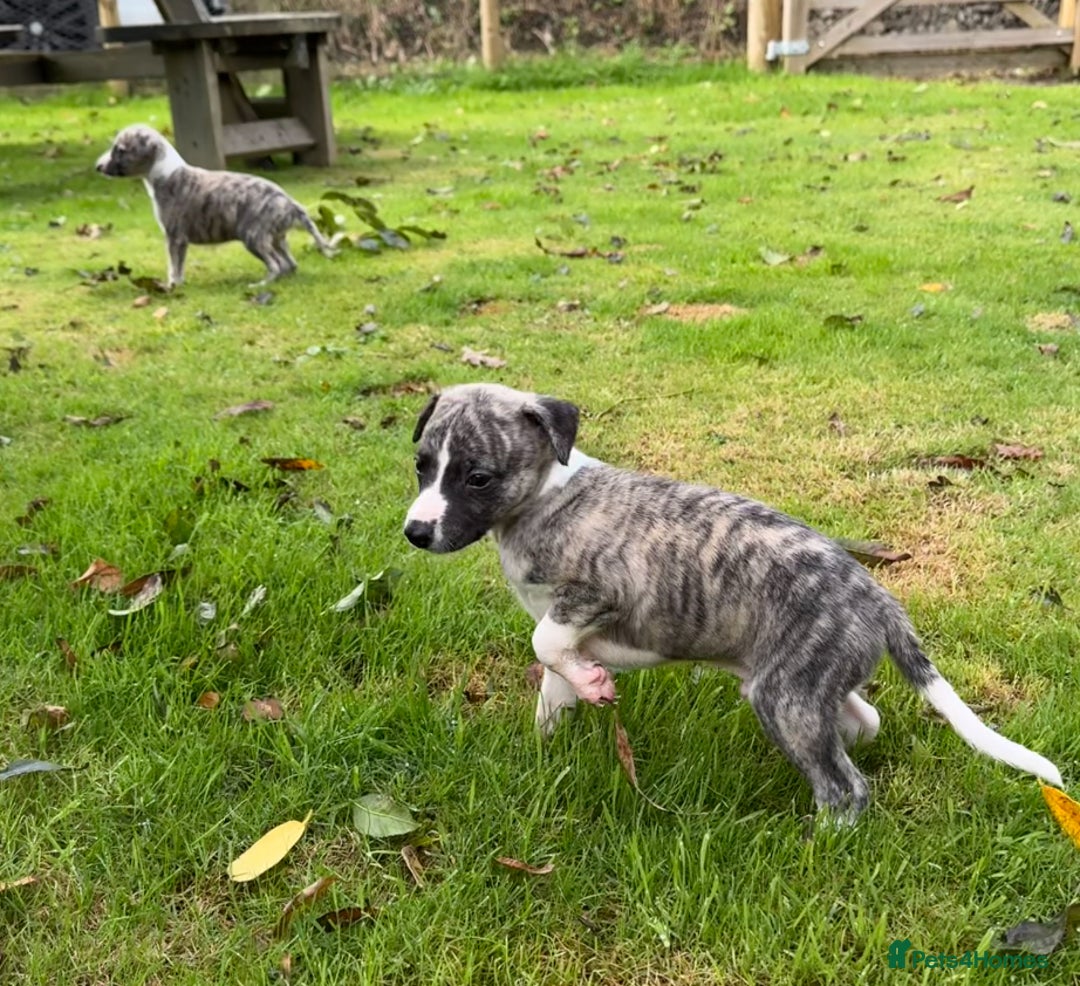 Whippet dogs for sale: SUPER KC Whippet puppies Show bred - Image 15