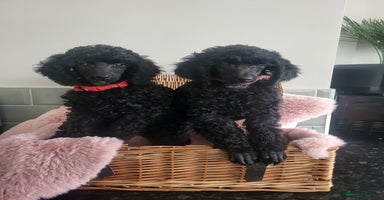 Mixed Breed dogs - Advert 1