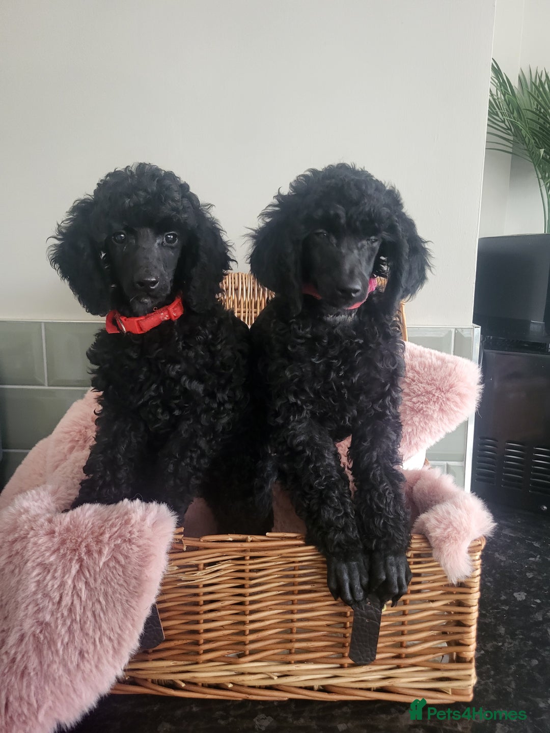 Mixed Breed dogs for sale: Quality Moyens! 2 girls left - very Rare in 🇬🇧  - Image 1