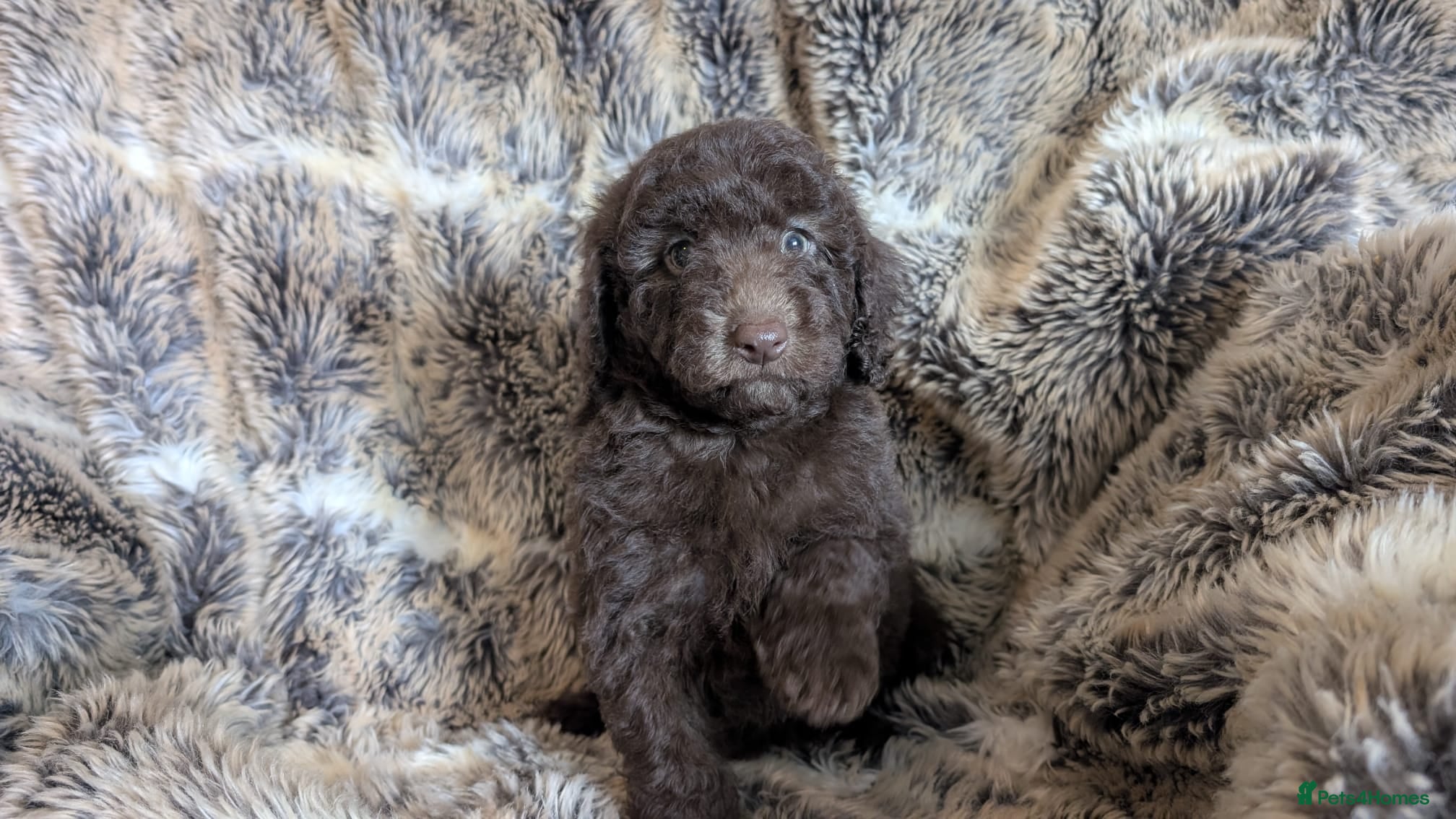 Cavapoo dogs READY NOW FOR NEW HOMES - Advert 2
