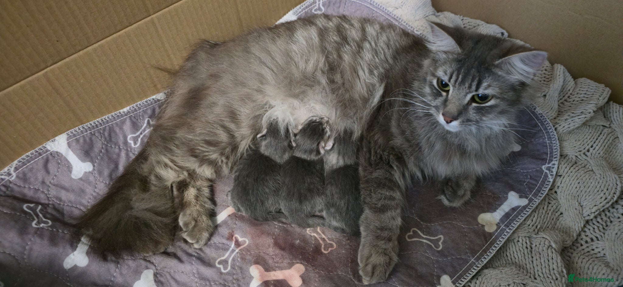 Norwegian Forest Cat cats Norweigen forest one male left  - Advert 3