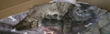 Norwegian Forest Cat Kitten 1