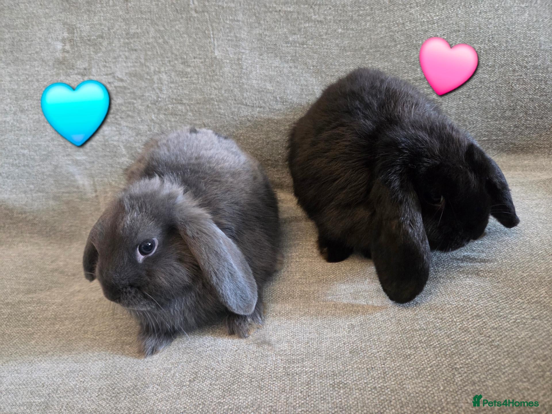 Mini Lop rabbits Very Tame Mini lop Boy & Girl 10 weeks - Advert 2