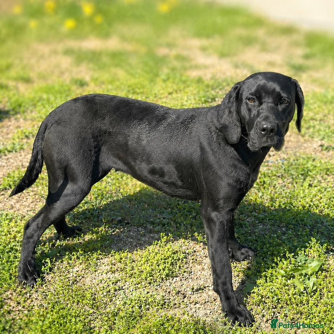 Mixed Breed dogs for adoption: 🐾 Ebony – Lovely compact Labrador Girl ❤️ - Advert 2