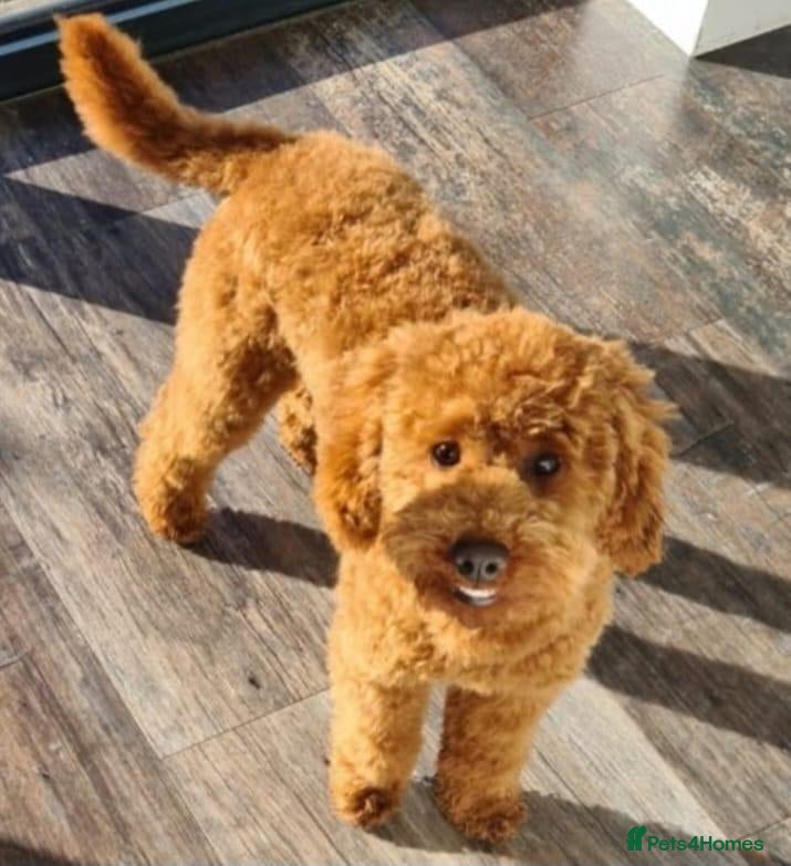 Pugapoo dogs for sale: 2 adorable boy pugapoo puppies for sale  - Advert 2