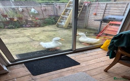 Ducks poultry for sale: Two cherry valley ducks - free to a good home  - Image 3