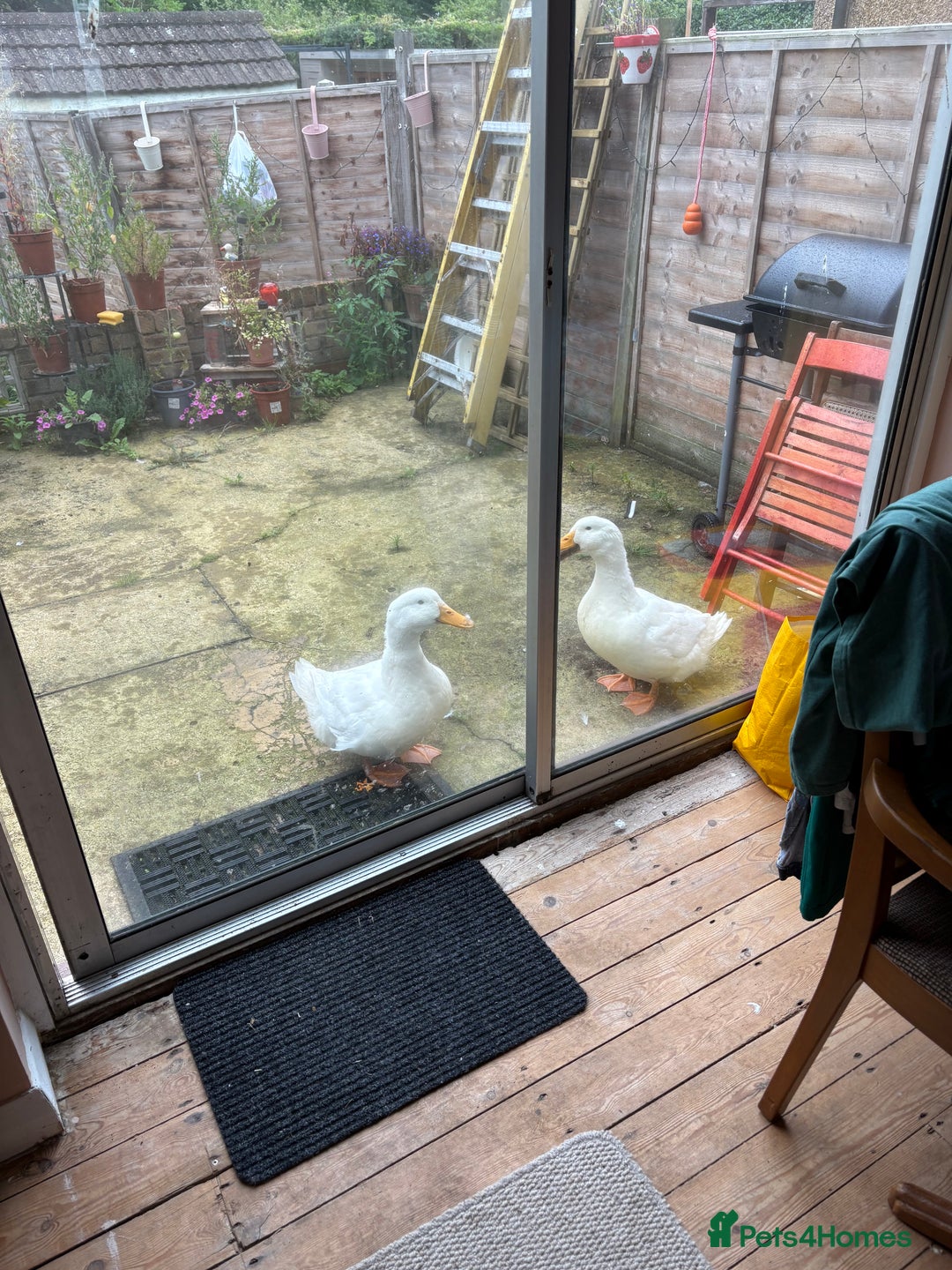 Ducks poultry for sale: Two cherry valley ducks - free to a good home  - Image 3