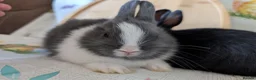 Netherland Dwarf rabbits for sale: Netherland dwarf rabbits - Advert 5