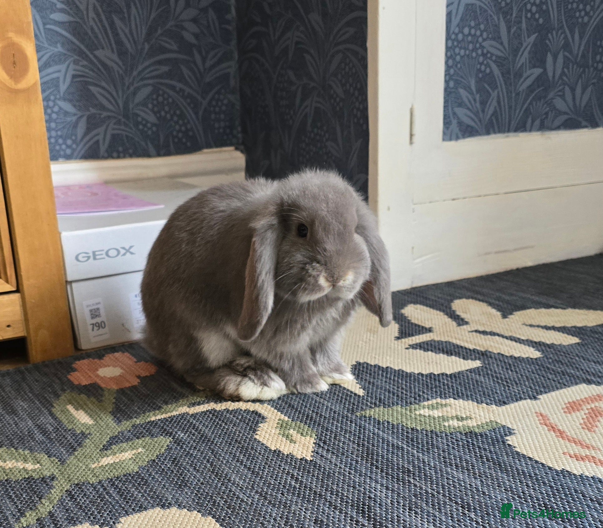 French Lop rabbits  French Lop babies x - Advert 1