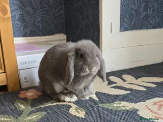 French Lop rabbits French Lop babies x - Advert 16