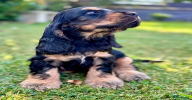 Cocker Spaniel dogs - Advert 6