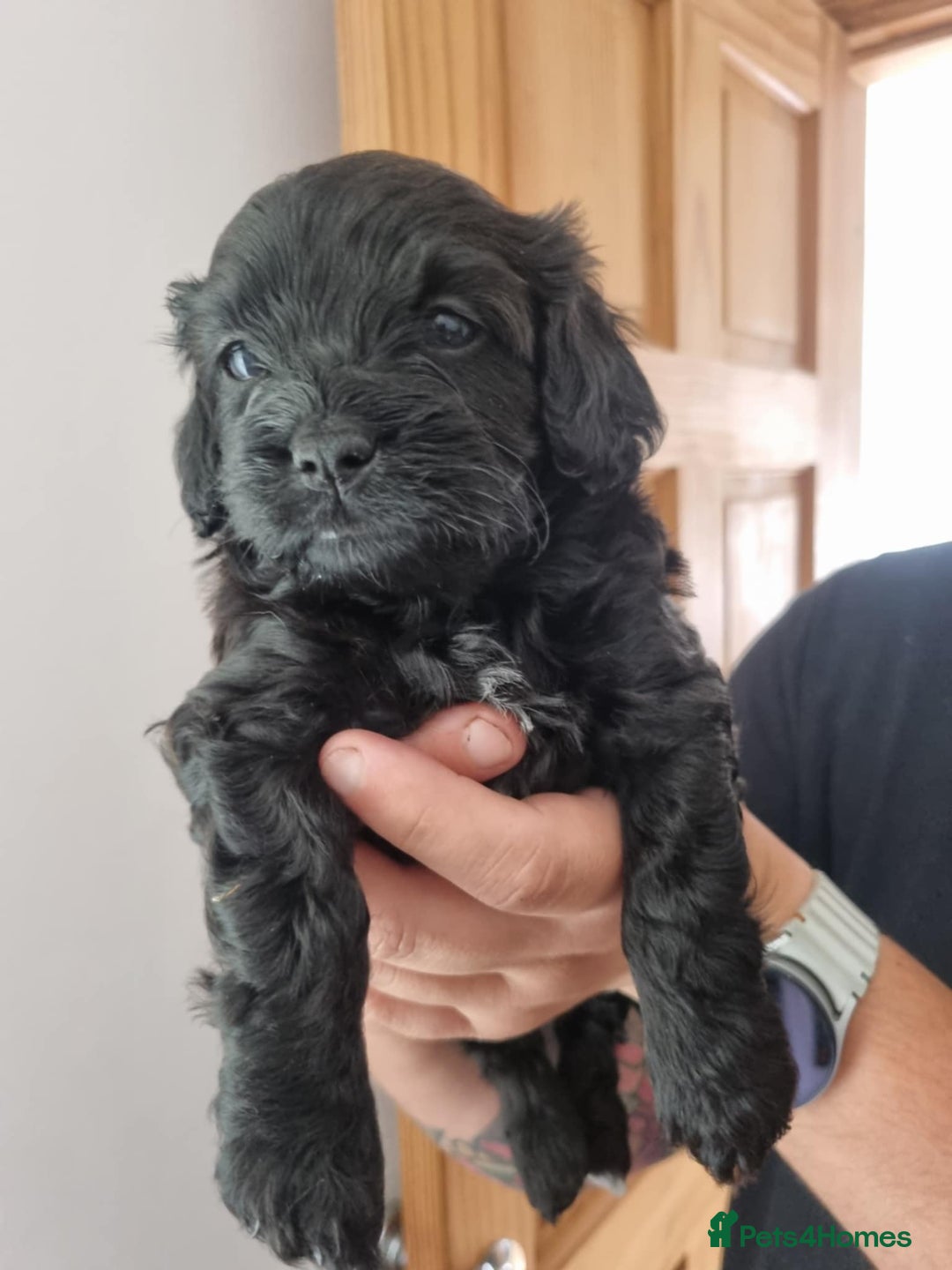 Cavapoochon dogs for sale: Cavapoochon 1 boy 1 girl left - Advert 12