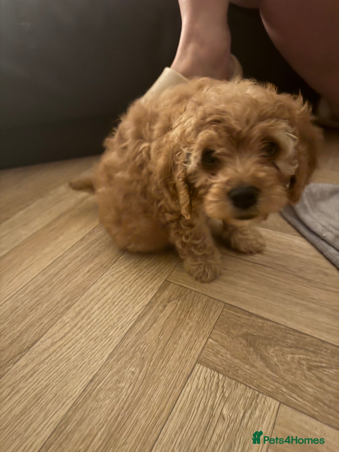 Mixed Breed dogs for sale: Cavapoo X Shihpoo puppies for sale - Image 17