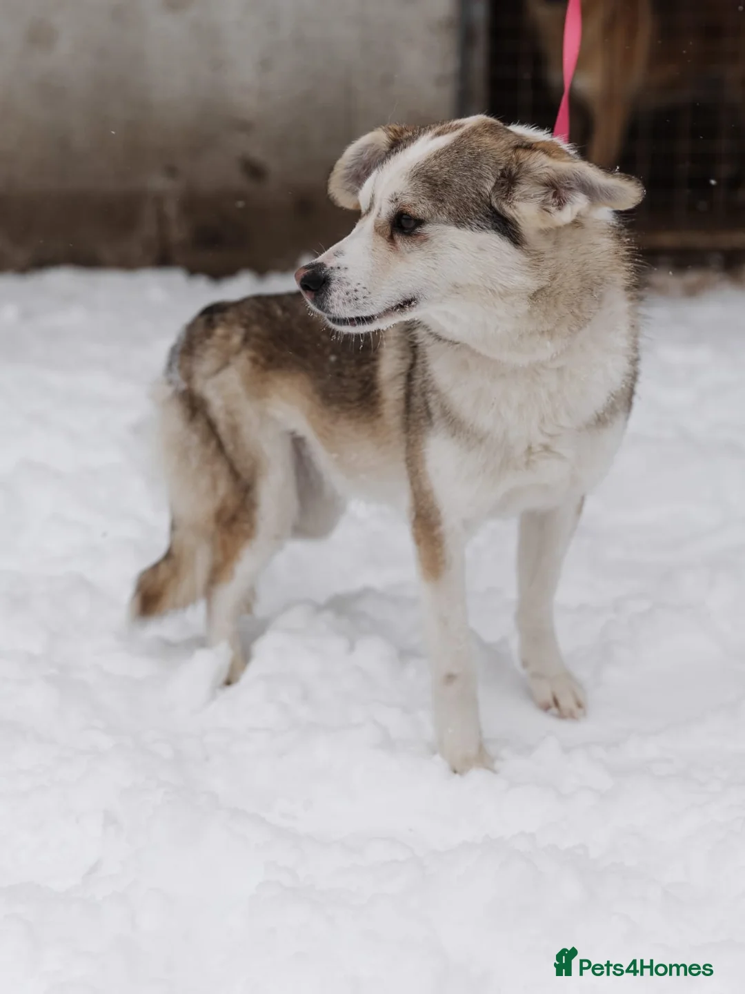 Mixed Breed dogs for adoption: ❤️GRACY❤️-a fluffy ball of joy in a small wrap  - Advert 4