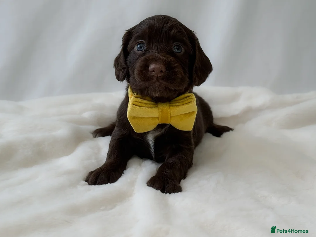 Cocker Spaniel dogs for sale: KC Working Cocker Spaniel Puppies - Health Tested  - Advert 5