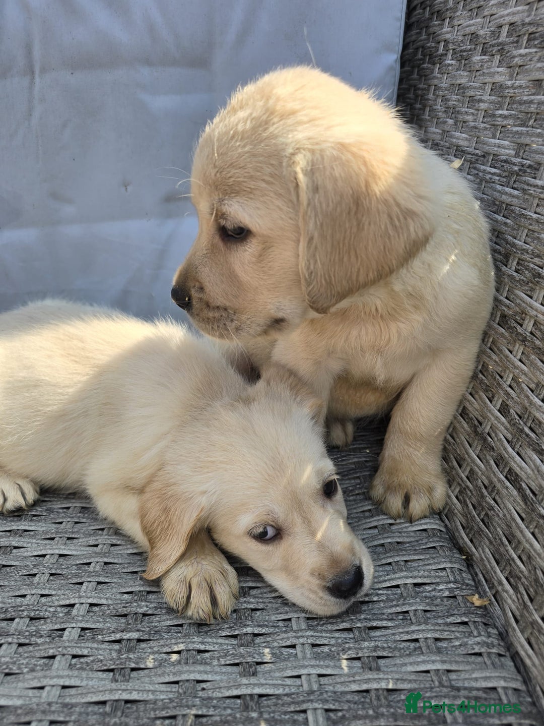 Goldador dogs for sale: Goldador puppy's  - Advert 13