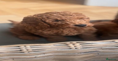 Cockapoo dogs - Advert 5