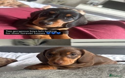 Miniature Dachshund dogs for sale: Miniature daschunds  READY TO LEAVE 29th SEPT - Image 1