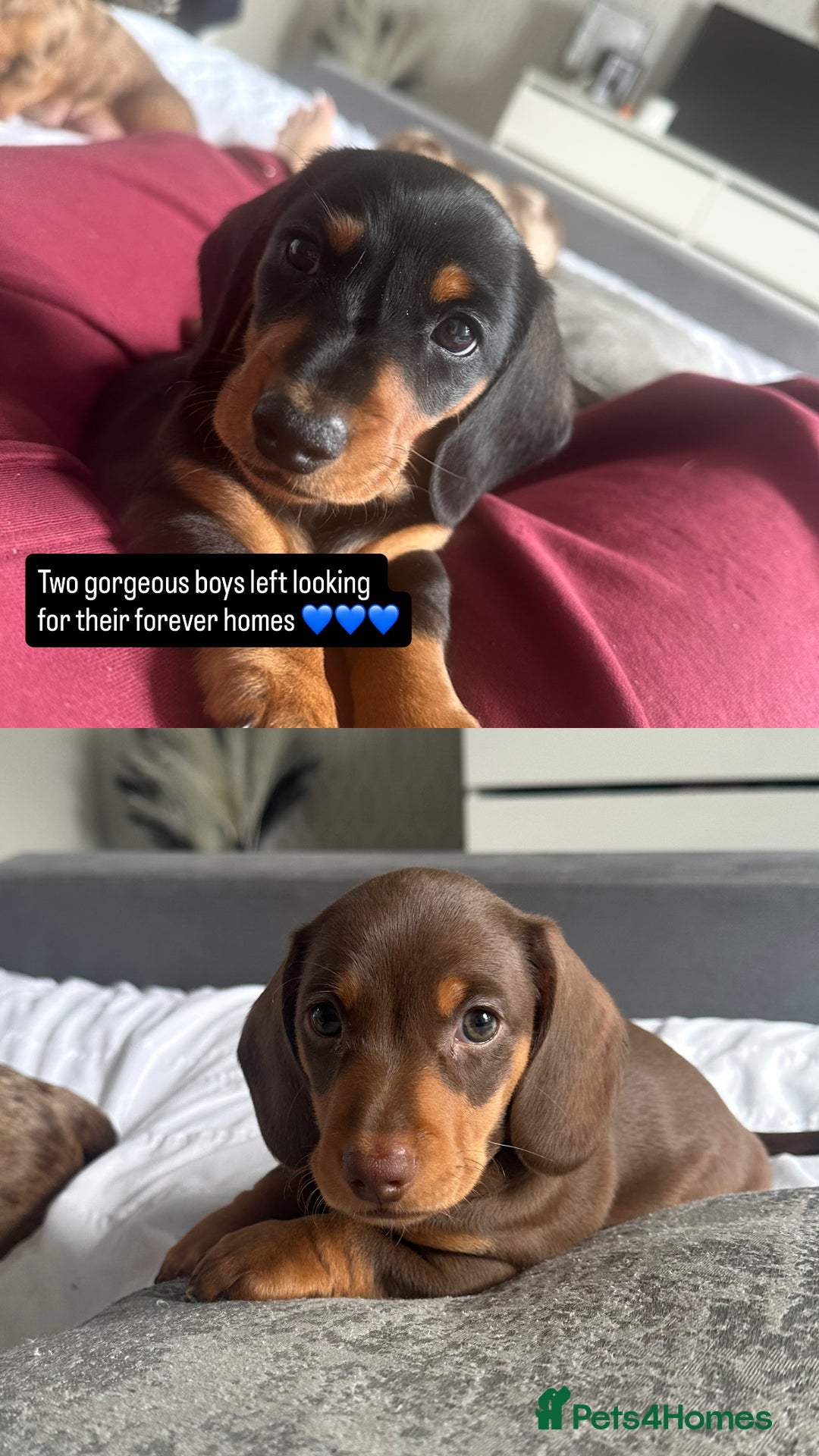 Miniature Dachshund dogs for sale: Miniature daschunds  READY TO LEAVE 29th SEPT - Image 1